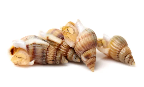 Whelks — Stock Photo, Image