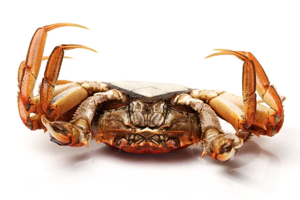 Cooked crab — Stock Photo, Image