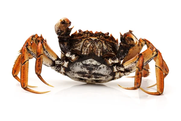Cooked crab — Stock Photo, Image