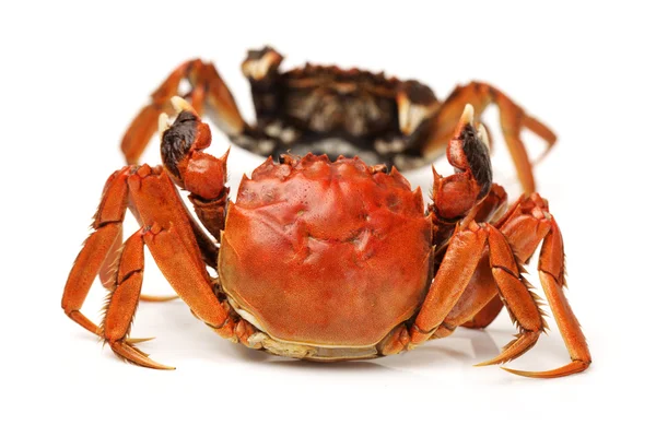 Gekookte krab — Stockfoto