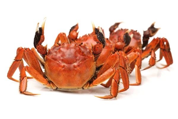 Gekookte krab — Stockfoto