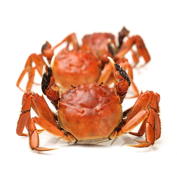 Cooked crab — Stock Photo, Image