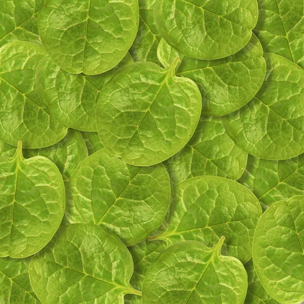 Malabar spinach leaves background — Stock Photo, Image