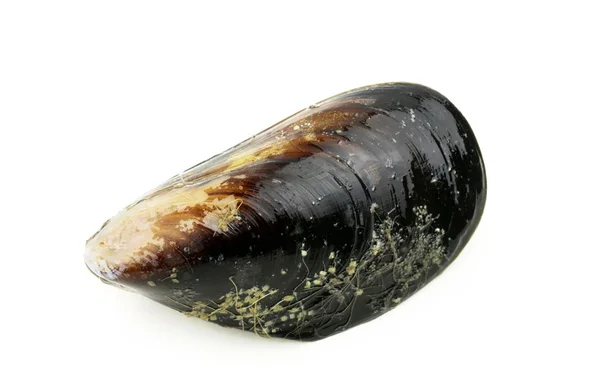 Fresh mussel — Stock Photo, Image