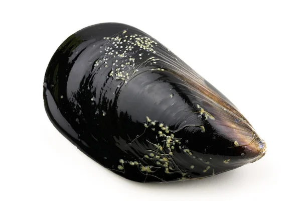 Fresh mussel — Stock Photo, Image