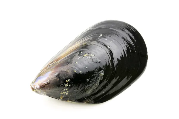 Fresh mussel — Stock Photo, Image