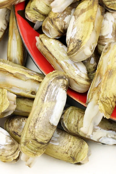 Vongole di rasoio — Foto Stock