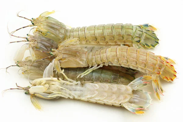 Mantis Shrimp — Stock Photo, Image