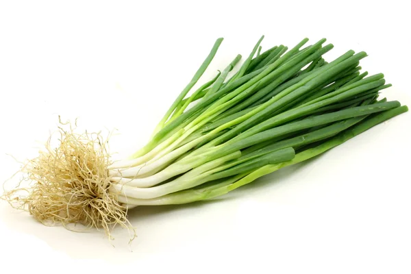 Cebolla verde sobre fondo blanco —  Fotos de Stock