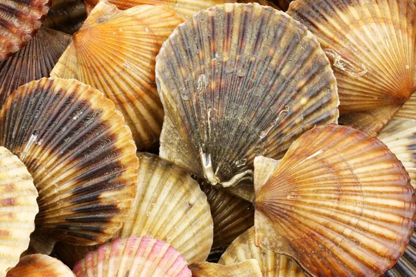 Canlı deniz tarağı