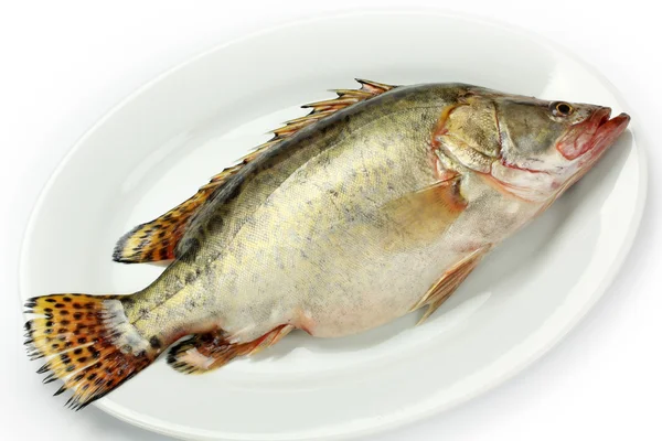 Frischer Fisch — Stockfoto