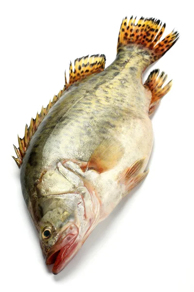 Frischer Fisch — Stockfoto
