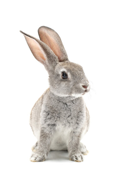 Grey rabbit Stock Picture