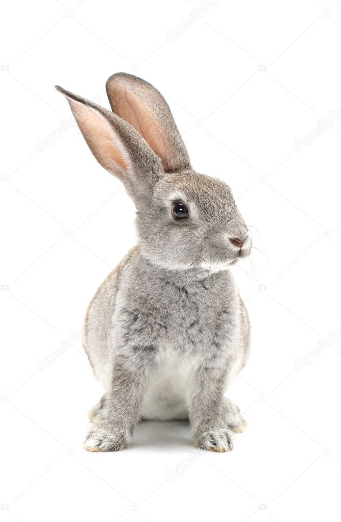 Bebe Lapin Images Libres De Droit Photos De Bebe Lapin Depositphotos