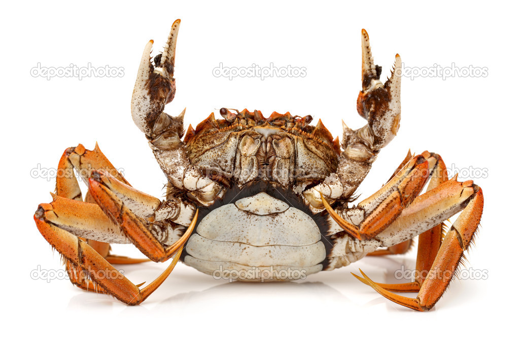 Cooked crab
