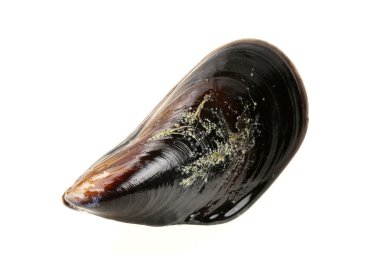taze midye