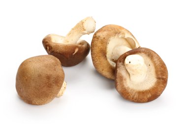 shiitake mantar