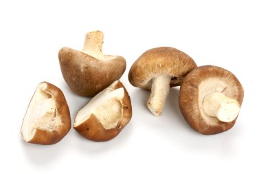 shiitake mantar