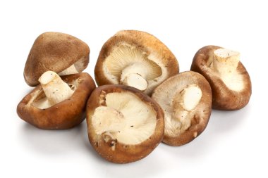 shiitake mantar