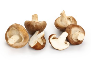 shiitake mantar