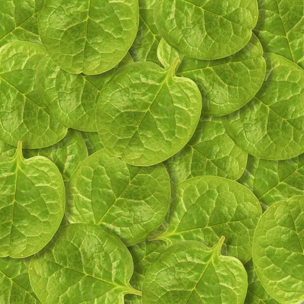 Malabar spinach vegetable leaves — Stock Photo, Image