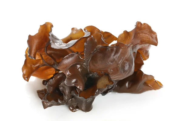 Black fungus — Stock Photo, Image