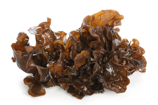 Black fungus — Stock Photo, Image