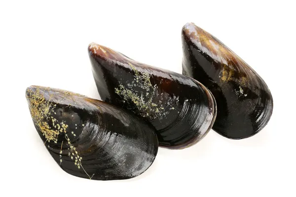 Färska musslor — Stockfoto