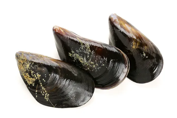 Fresh mussels — Stock Photo, Image