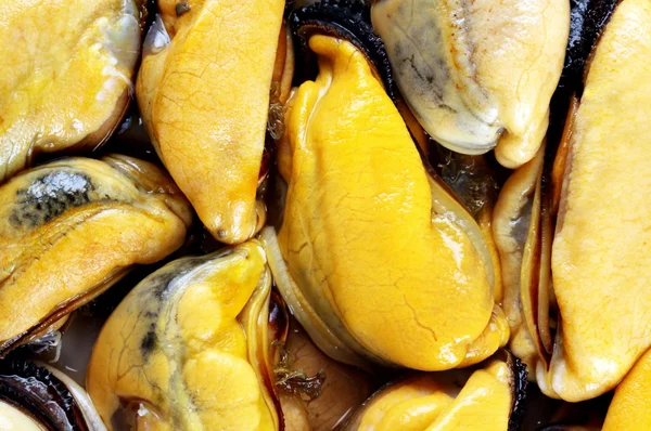 Mejillones cocidos — Foto de Stock