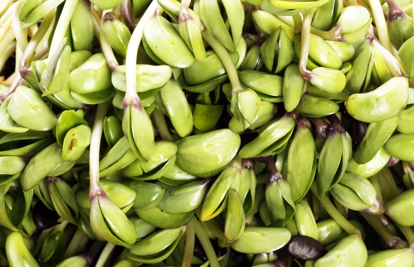 Germogli di soia verde — Foto Stock