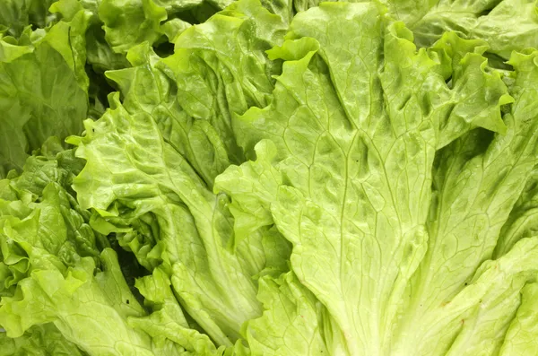 Fresh lettuce — Stock Photo, Image