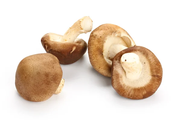 Grzyby Shiitake — Zdjęcie stockowe