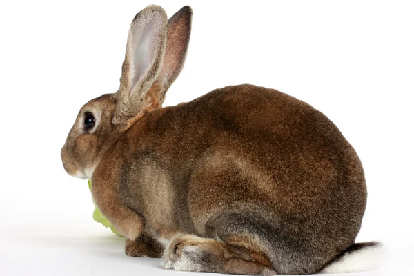Коричневый кролик — стоковое фото
