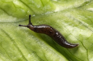asılı slug