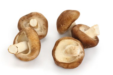 Shiitake mushroom clipart