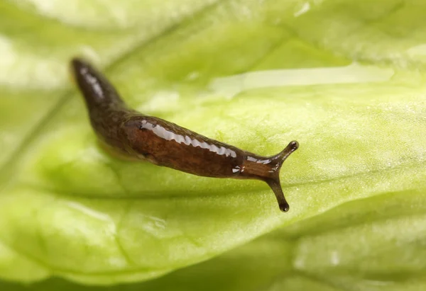 Slug hanging — Stock Photo, Image