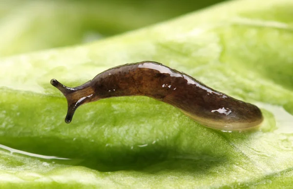 Slug pendaison — Photo