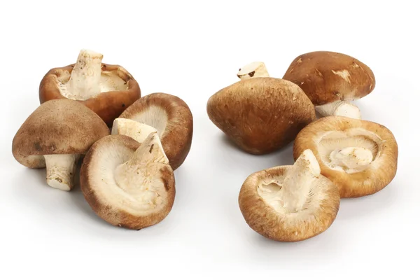 Shiitake paddestoelen — Stockfoto