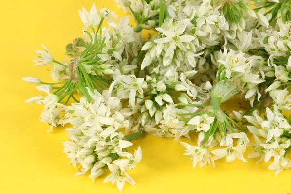 Leek Blossom — Stock Photo, Image