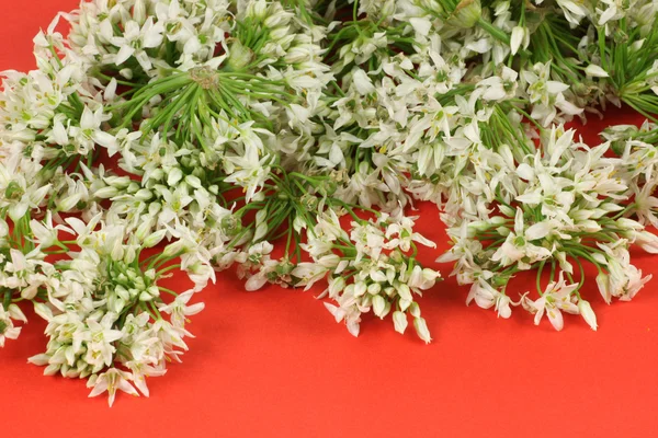 Leek Blossom — Stock Photo, Image