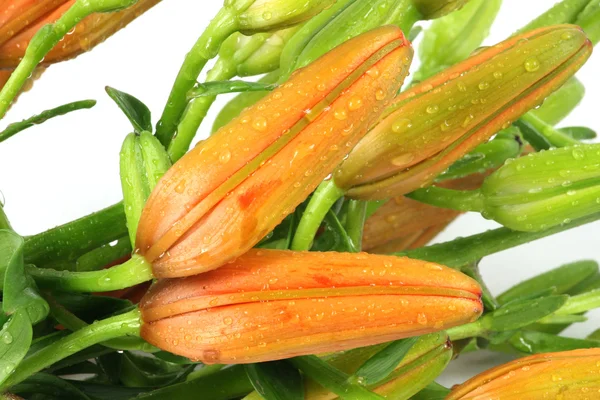 Flores de lirio — Foto de Stock