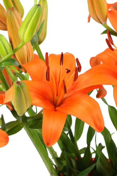 Lily flower — Stockfoto