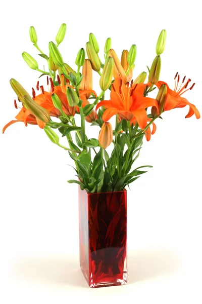 Lily flower — Stockfoto