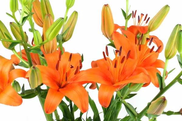 Lily flower — Stockfoto