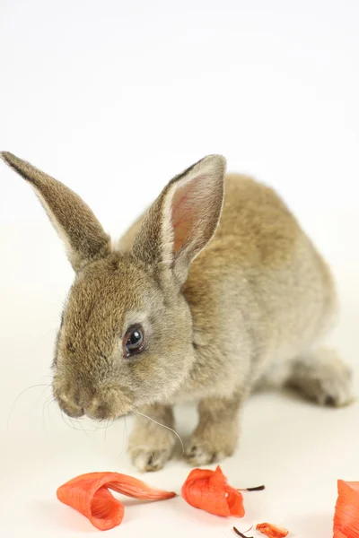 Little rabbit — Stock Photo, Image