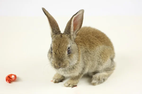 Little rabbit — Stock Photo, Image