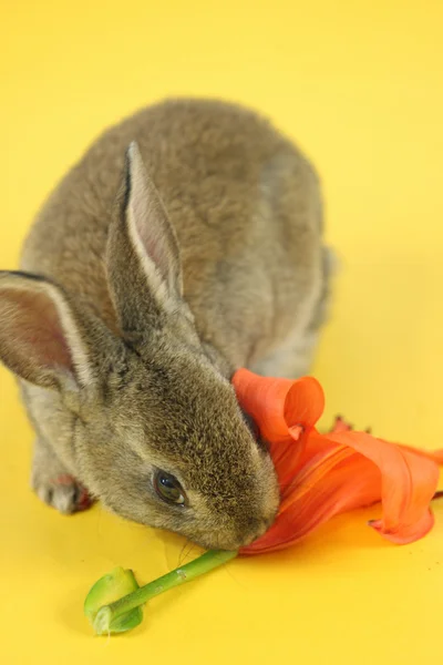 Little rabbit — Stock Photo, Image