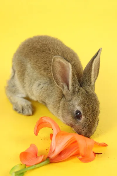 Little rabbit — Stock Photo, Image