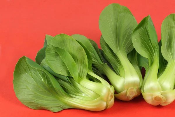 Pok Choi — Foto Stock